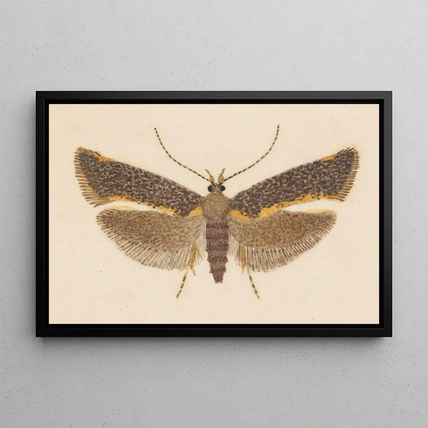 Entomologie akvarell Pl053 - George Hudson — inramlat konstverk på väggen