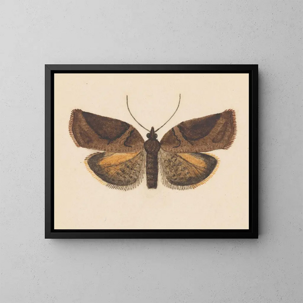 akvarell av entomologi Pl056 - George Hudson — inramlat konstverk på väggen