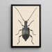 Aquarelle entomologique Pl060 - George Hudson — inramlat konstverk på väggen