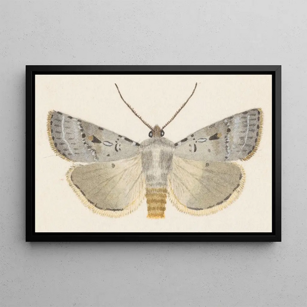 Entomologie akvarell Pl070 - George Hudson — inramlat konstverk på väggen