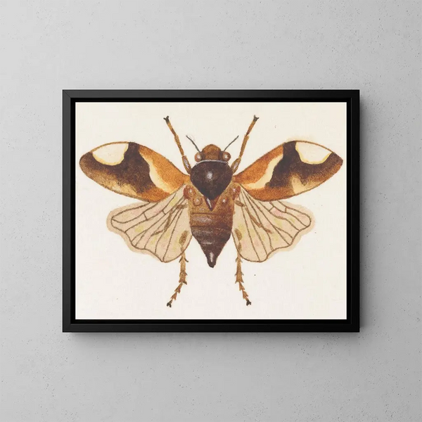 akvarell av entomologi Pl075 - George Hudson — inramlat konstverk på väggen