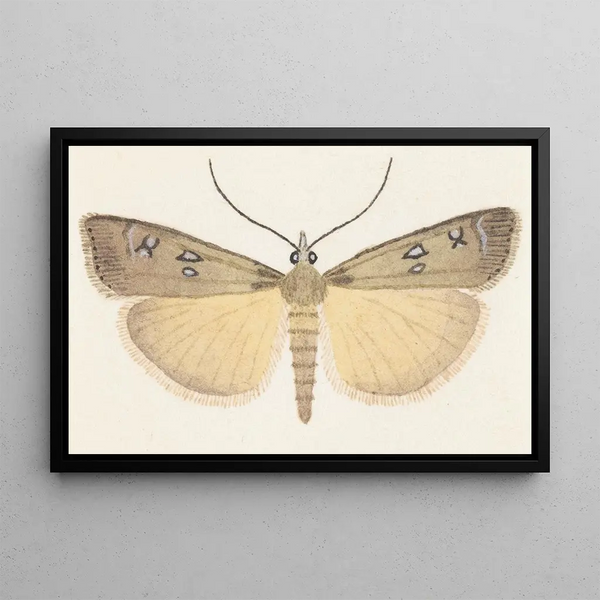 George Hudson - Entomology watercolour Pl076.webp