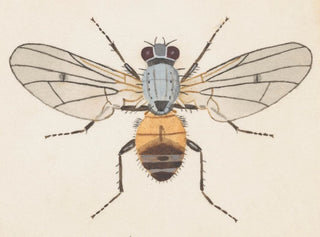 George Hudson - Entomology watercolour Pl079.webp