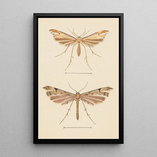 George Hudson - Entomology watercolour Pl082.webp