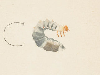 George Hudson - Entomology watercolour Pl085.webp