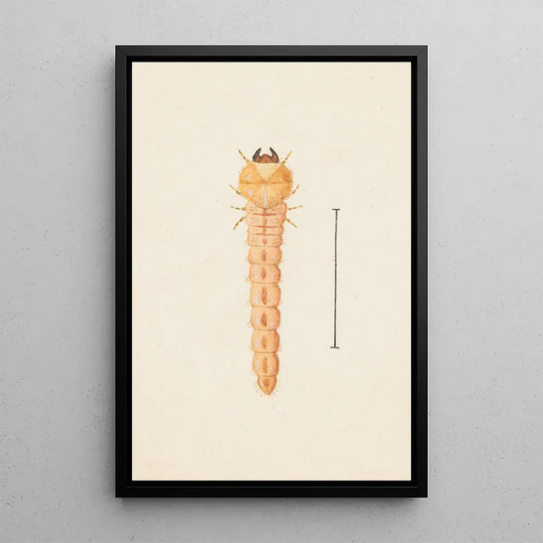 George Hudson - Entomology watercolour Pl086.webp