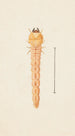 Aquarelle entomologique Pl086 - George Hudson — vy av konstverket