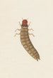 Aquarelle entomologique Pl090 - George Hudson — vy av konstverket
