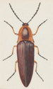 Aquarelle entomologique Pl091 - George Hudson — vy av konstverket