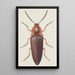 Aquarelle entomologique Pl091 - George Hudson — inramlat konstverk på väggen