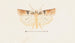 Entomologie akvarell Pl095 - George Hudson — vy av konstverket