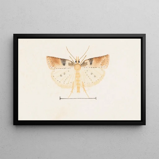 George Hudson - Entomology watercolour Pl095.webp