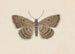 Entomologie akvarell Pl097 - George Hudson — vy av konstverket