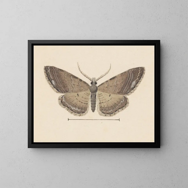 Aquarelle d'entomologie Pl102 - George Hudson — inramlat konstverk på väggen