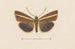 Entomologie akvarell Pl106 - George Hudson — vy av konstverket