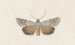 akvarell av entomologi Pl109 - George Hudson — vy av konstverket