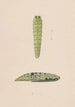 Aquarelle entomologique Pl112 - George Hudson — vy av konstverket
