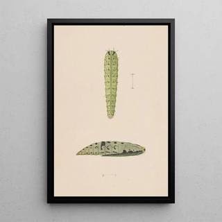 George Hudson - Entomology watercolour Pl112.webp