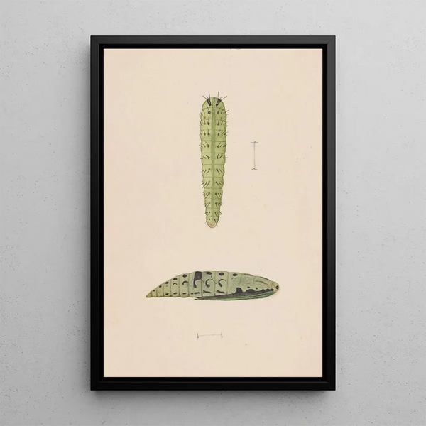George Hudson - Entomology watercolour Pl112.webp