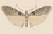 Entomologie akvarell Pl113 - George Hudson — vy av konstverket