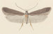 Entomologie akvarell Pl114 - George Hudson — vy av konstverket