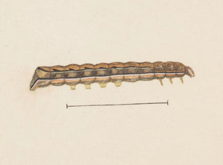 George Hudson - Entomology watercolour Pl115.webp