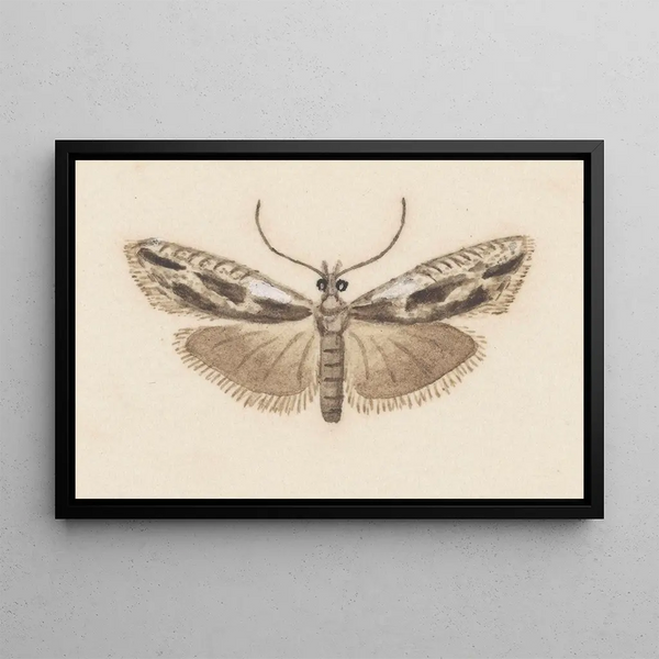 Entomologie akvarell Pl119 - George Hudson — inramlat konstverk på väggen