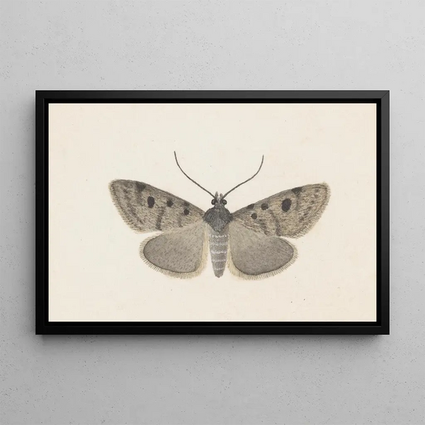 George Hudson - Entomology watercolour Pl129.webp
