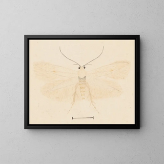 George Hudson - Entomology watercolour Pl131.webp
