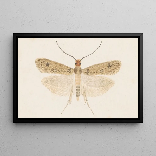 Entomologie akvarell Pl135 - George Hudson — inramlat konstverk på väggen
