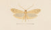 Entomologie aquarelle Pl137 - George Hudson — vy av konstverket