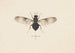 Entomologie akvarell Pl141 - George Hudson — vy av konstverket