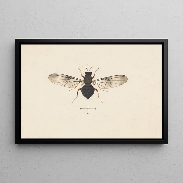 Entomologie akvarell Pl141 - George Hudson — inramlat konstverk på väggen