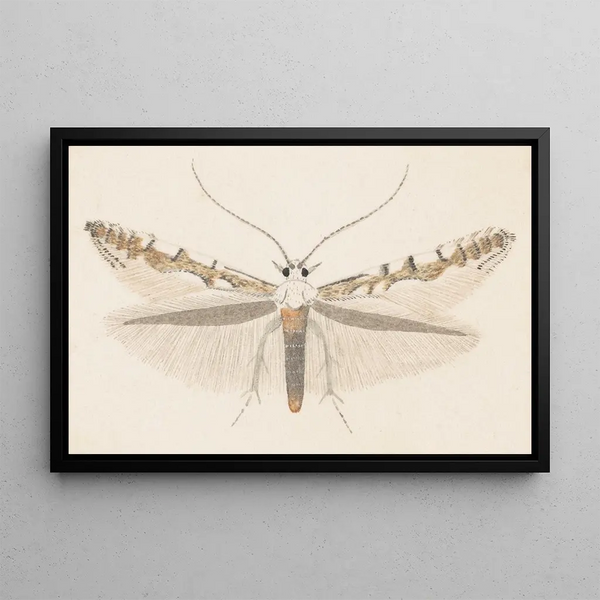 George Hudson - Entomology watercolour Pl142.webp