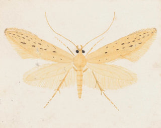 George Hudson - Entomology watercolour Pl144.webp