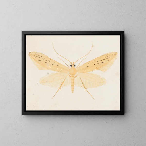 Aquarelle d'entomologie Pl144 - George Hudson — inramlat konstverk på väggen