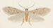 Entomologie akvarell Pl149 - George Hudson — vy av konstverket