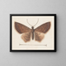Aquarelle d'entomologie Pl152 - George Hudson — inramlat konstverk på väggen