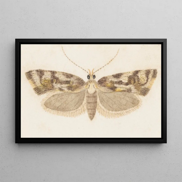 Entomologie akvarell Pl159 - George Hudson — inramlat konstverk på väggen