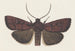 Entomologie akvarell Pl160 - George Hudson — vy av konstverket