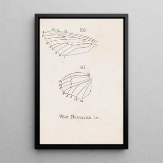 George Hudson - Entomology watercolour Pl164.webp