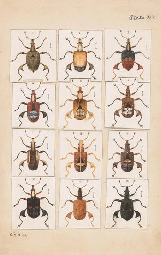 George Hudson - Original hand painted plate for Fragments of New Zealand Entomology Plate XIV.webp