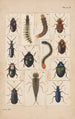 plan original målad för Coleoptera av Nya Zeeland Planche II - George Hudson — vy av konstverket