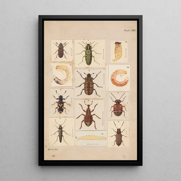 George Hudson - Original hand painted plate for New Zealand Beetles Plate XVI.webp
