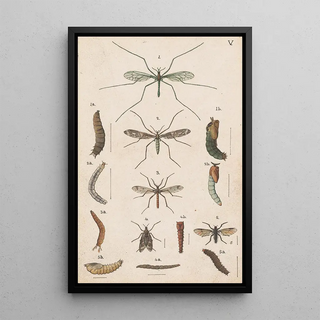 George Hudson - Original hand painted plate for the Manual of New Zealand Entomology Plate V.webp