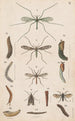 Vägledning original handmålad för den nyzeeländska entomologiboken Planche V - George Hudson — vy av konstverket