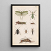 plan original handmålad för den nyzeeländska entomologiboken Planche XVII - George Hudson — inramlat konstverk på väggen