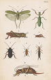 plan original handmålad för den nyzeeländska entomologiboken Planche XVII - George Hudson — vy av konstverket