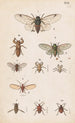 plan original handmålad för den nyzeeländska entomologiboken Planche XX - George Hudson — vy av konstverket