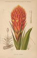Dictionnaire pratique d'horticulture Pl10 - George Nicholson — vy av konstverket